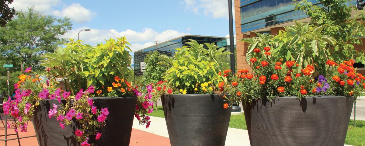 Three planters in summer